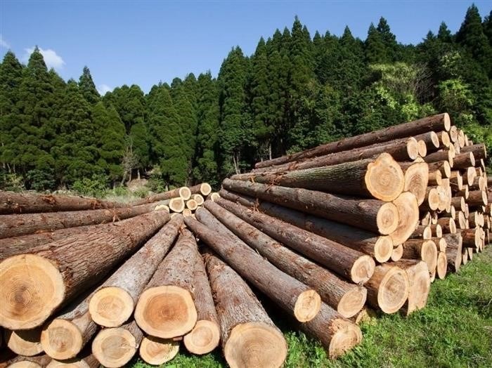 Основные плюсы и минусы льготной древесины