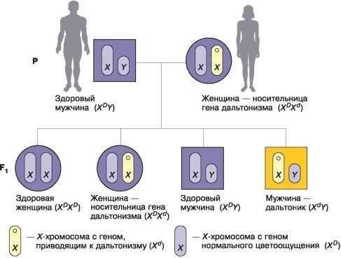 Гомо- и гетерогаметный пол: особенности и значение